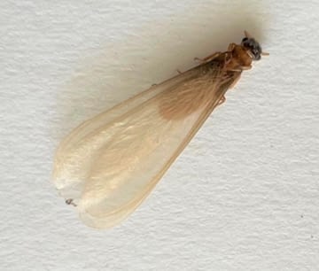 Formosan termite alate